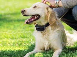 Bark Collar NZ - A dog wearing a bark collar, training for effective behavior.